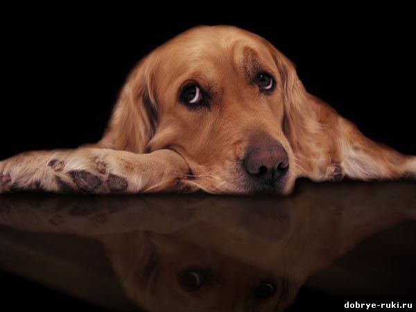 грустная собака