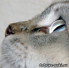 глаза кошки