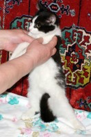 Собаки и кошки в добрые руки