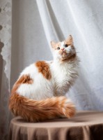 Собаки и кошки в добрые руки