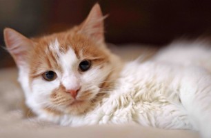 Собаки и кошки в добрые руки
