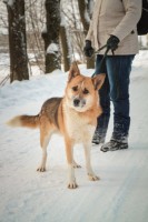 Собаки и кошки в добрые руки