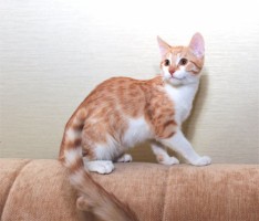 Собаки и кошки в добрые руки