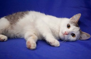 Собаки и кошки в добрые руки
