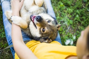 Собаки и кошки в добрые руки