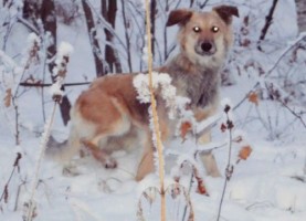 Собаки и кошки в добрые руки