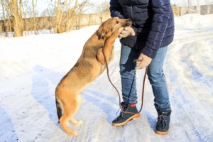 Собаки и кошки в добрые руки