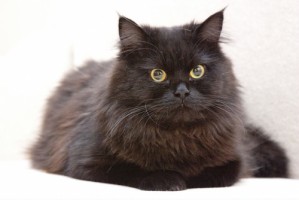 Собаки и кошки в добрые руки