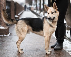 Собаки и кошки в добрые руки