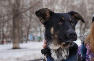 Собаки и кошки в добрые руки