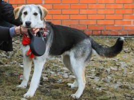 Собаки и кошки в добрые руки