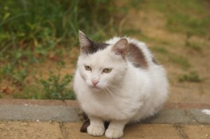 Собаки и кошки в добрые руки