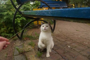 Собаки и кошки в добрые руки
