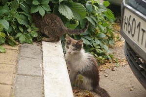 Собаки и кошки в добрые руки