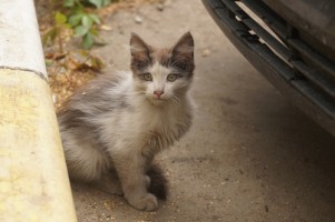 Собаки и кошки в добрые руки