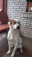 Собаки и кошки в добрые руки