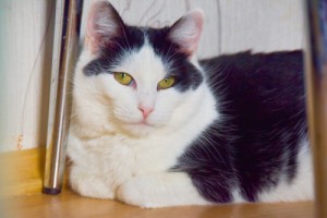 Собаки и кошки в добрые руки