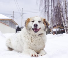 Собаки и кошки в добрые руки