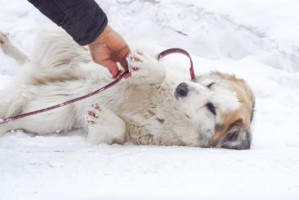 Собаки и кошки в добрые руки