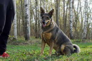 Собаки и кошки в добрые руки