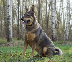 Собаки и кошки в добрые руки