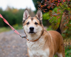 Собаки и кошки в добрые руки