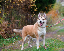 Собаки и кошки в добрые руки