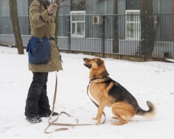 Собаки и кошки в добрые руки