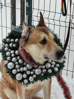 Собаки и кошки в добрые руки