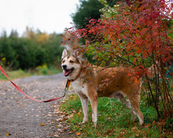 Собаки и кошки в добрые руки