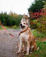 Собаки и кошки в добрые руки