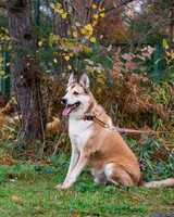 Собаки и кошки в добрые руки