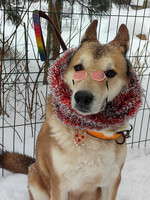 Собаки и кошки в добрые руки