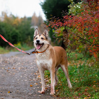 Собаки и кошки в добрые руки