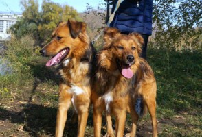Собаки и кошки в добрые руки