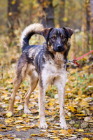 Собаки и кошки в добрые руки