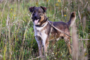 Собаки и кошки в добрые руки