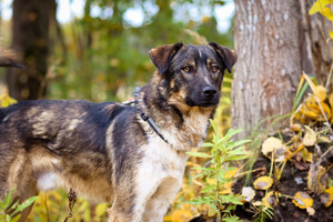 Собаки и кошки в добрые руки