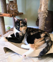 Собаки и кошки в добрые руки