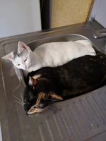 Собаки и кошки в добрые руки