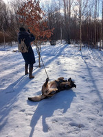 Собаки и кошки в добрые руки