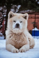 Собаки и кошки в добрые руки