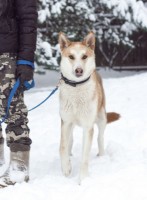 Собаки и кошки в добрые руки