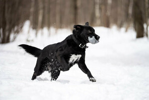 Собаки и кошки в добрые руки