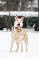 Собаки и кошки в добрые руки