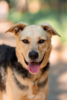 Собаки и кошки в добрые руки