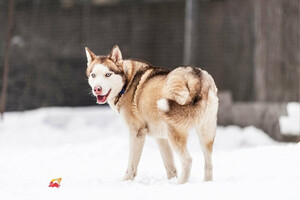Собаки и кошки в добрые руки