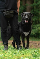 Собаки и кошки в добрые руки