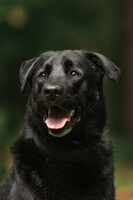 Собаки и кошки в добрые руки