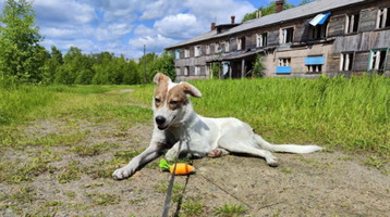 Собаки и кошки в добрые руки